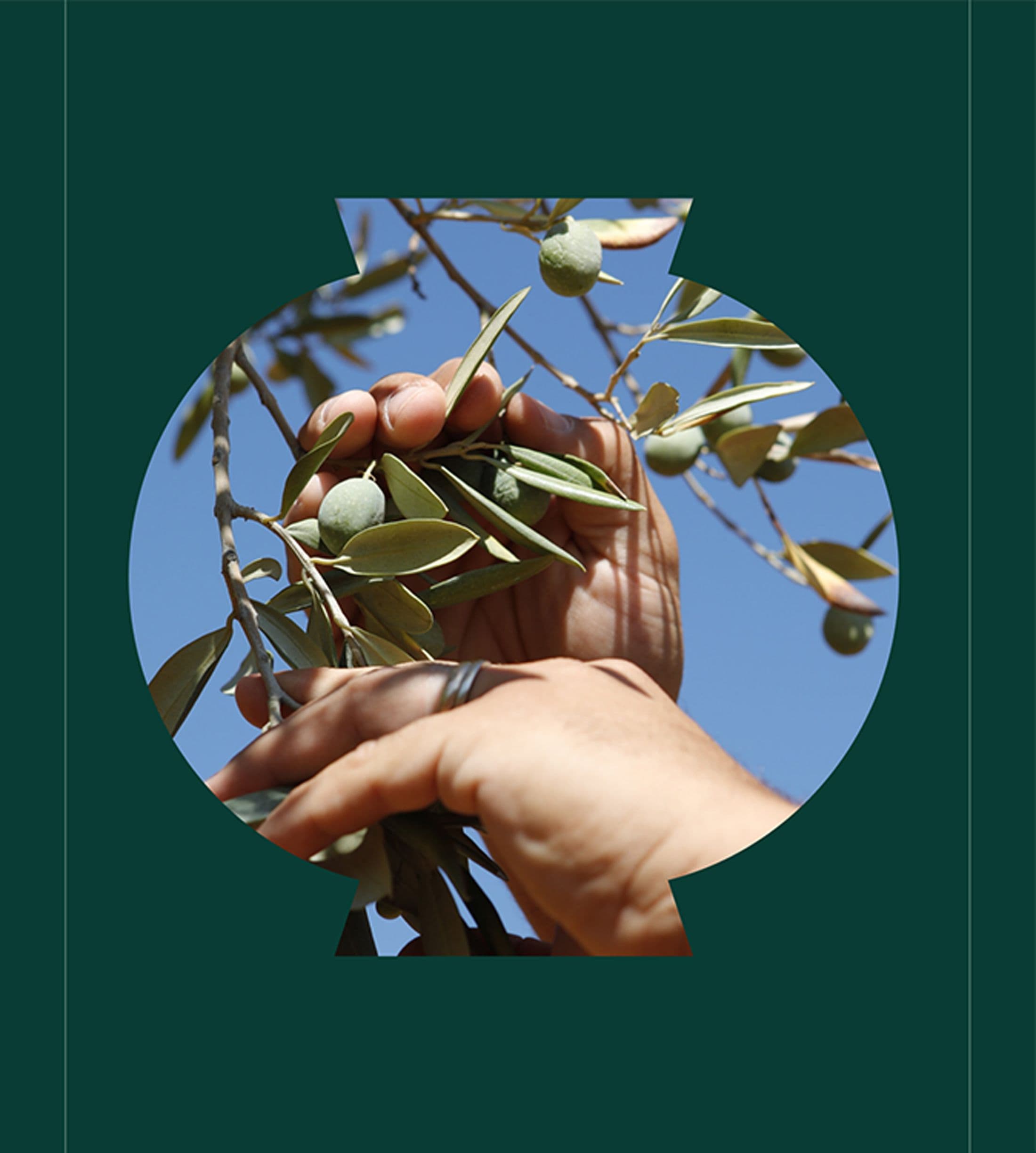 Hands picking olives off branches